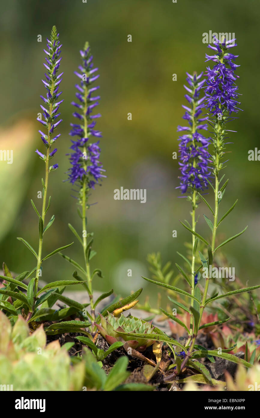 Spiked Speedwell (Pseudolysimachion spicatum, Veronica spicata), fioritura, Germania Foto Stock