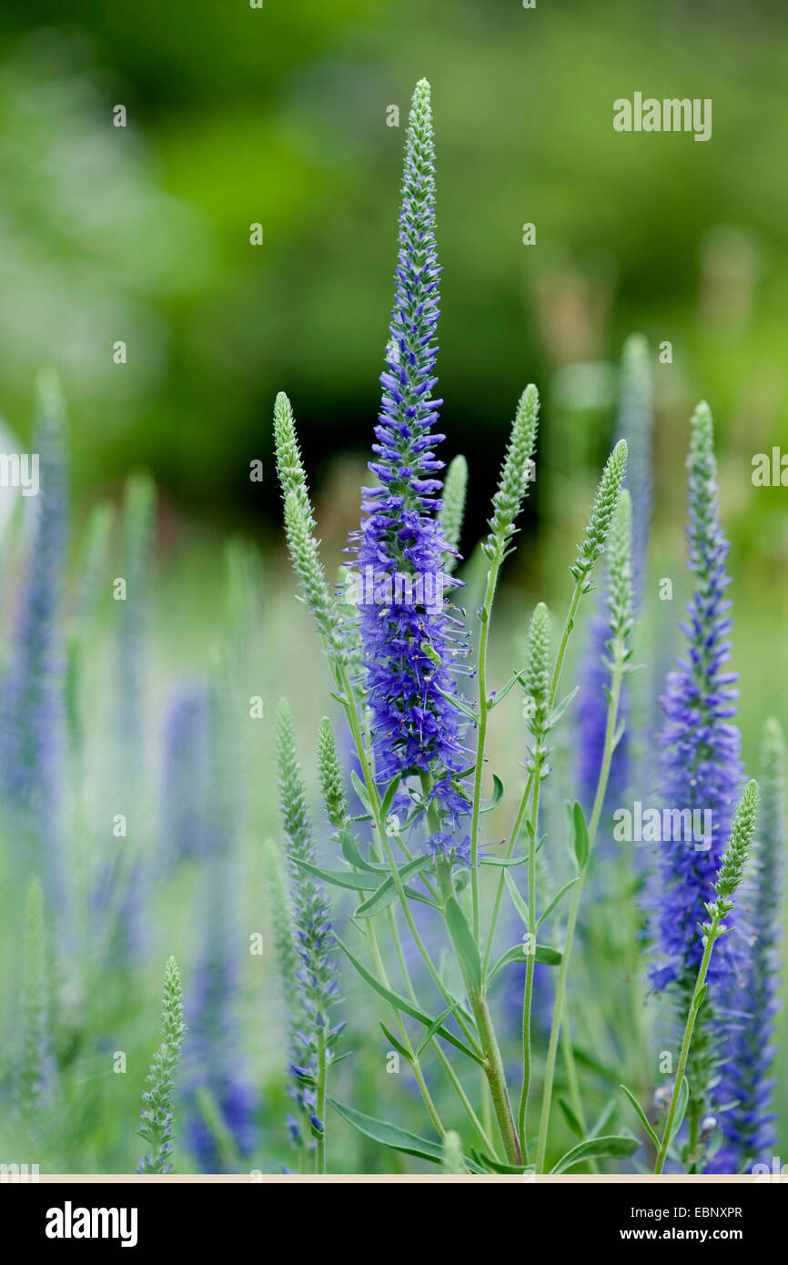 Spiked Speedwell (Pseudolysimachion spicatum, Veronica spicata), fioritura, Germania Foto Stock