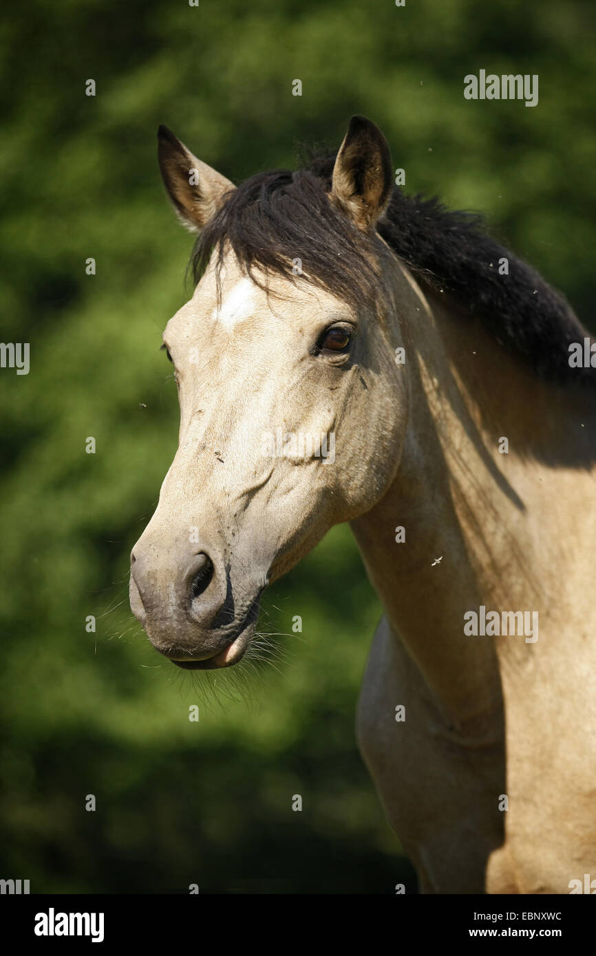 Il tedesco cavalcare pony (Equus przewalskii f. caballus), dun cavallo, ritratto, Germania, Allgaeu Foto Stock