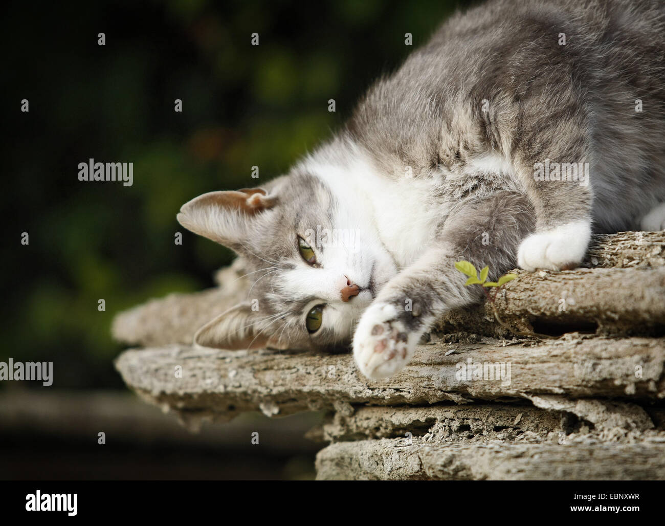Il gatto domestico, il gatto di casa (Felis silvestris f. catus), grigio cat contorsioni su un pallido di pietre per pavimentazione, GERMANIA Baden-Wuerttemberg Foto Stock