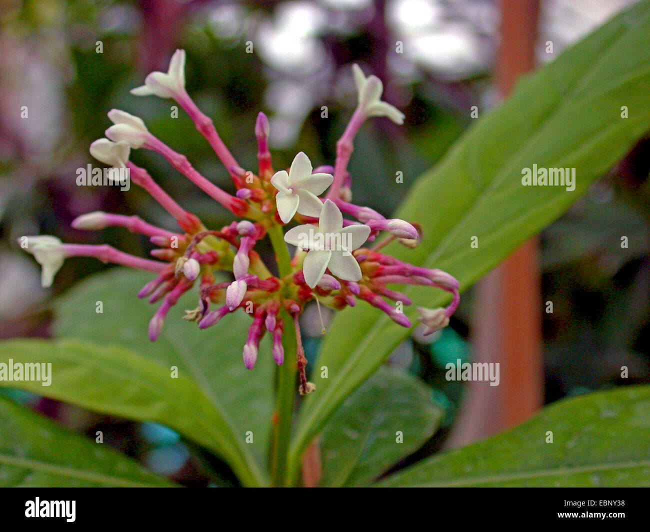 Rauwolfia, Java Devil Pepe, devilpepper, devil's pepe, serpentwood (Rauvolfia serpentina, Rauwolfia serpentina), infiorescenza Foto Stock