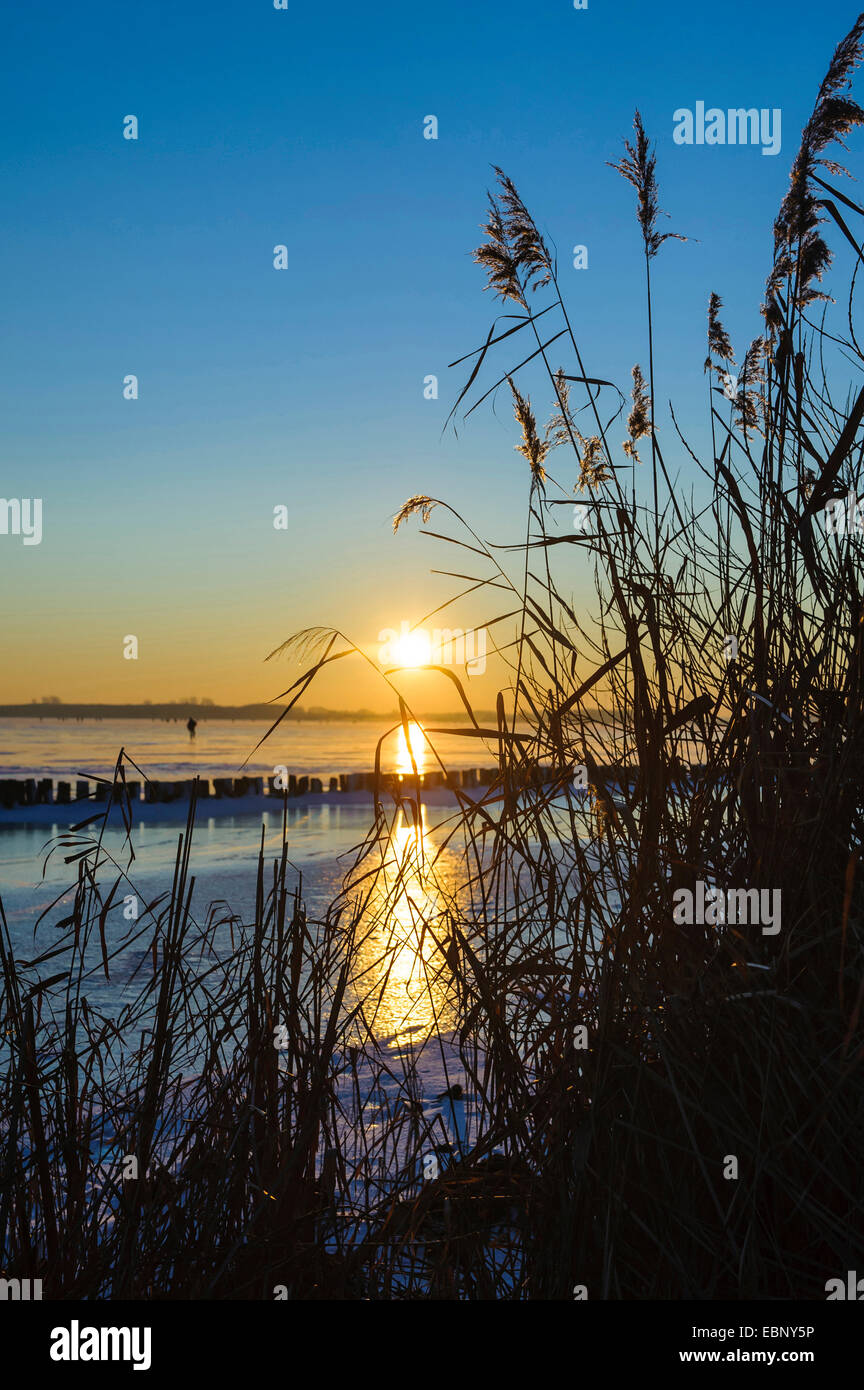 Erba reed, cannuccia di palude (Phragmites communis, Phragmites australis), tramonto al lago Duemmer, Duemmer vedere in inverno, Germania, Bassa Sassonia Foto Stock