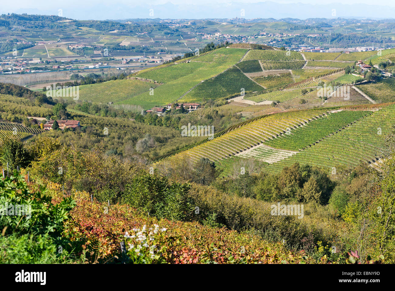 L'Italia,panorama di vigneti del Piemonte: Langhe-Roero e Monferrato nella Lista del Patrimonio Mondiale UNESCO Foto Stock
