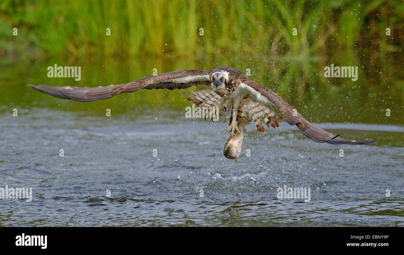 Osprey, pesce hawk (Pandion haliaetus), in volo con la preda, Finlandia Foto Stock