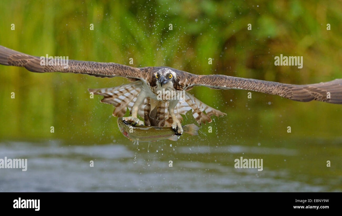 Osprey, pesce hawk (Pandion haliaetus), in volo con la preda, Finlandia Foto Stock