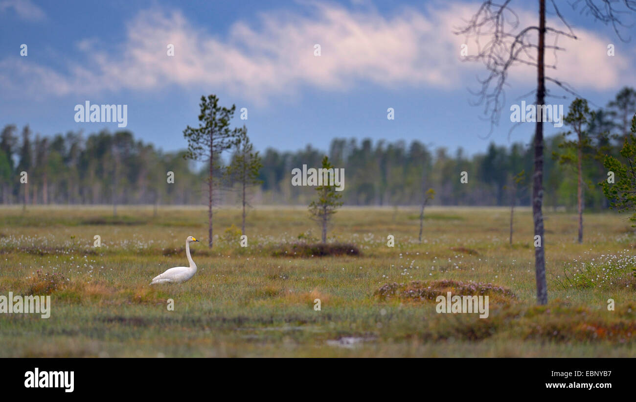 Whooper swan (Cygnus Cygnus), swan nel highmoor, Finlandia Foto Stock