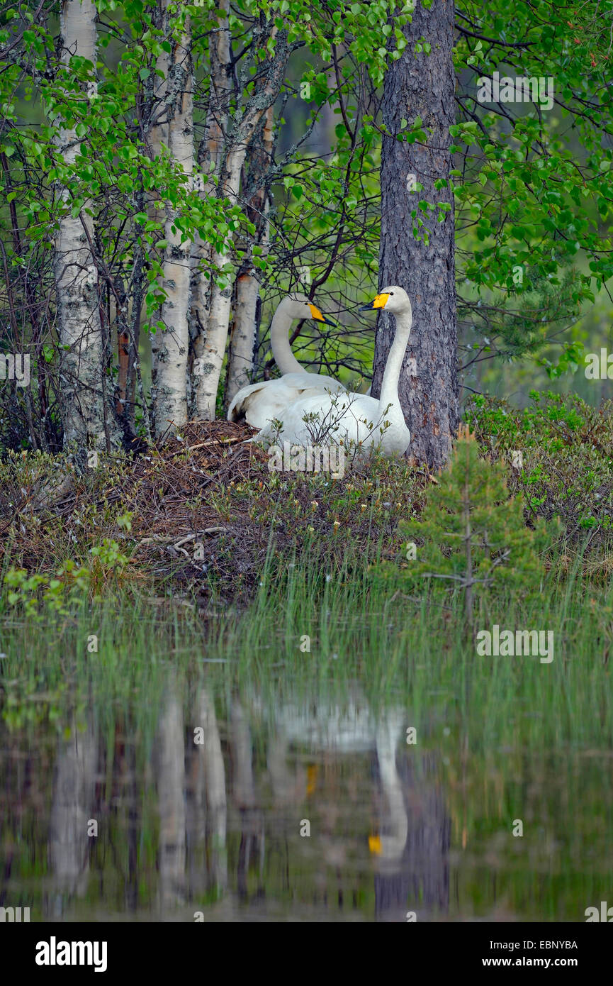 Whooper swan (Cygnus Cygnus), allevamento giovane al nido in un finlandese moor pond, Finlandia Foto Stock