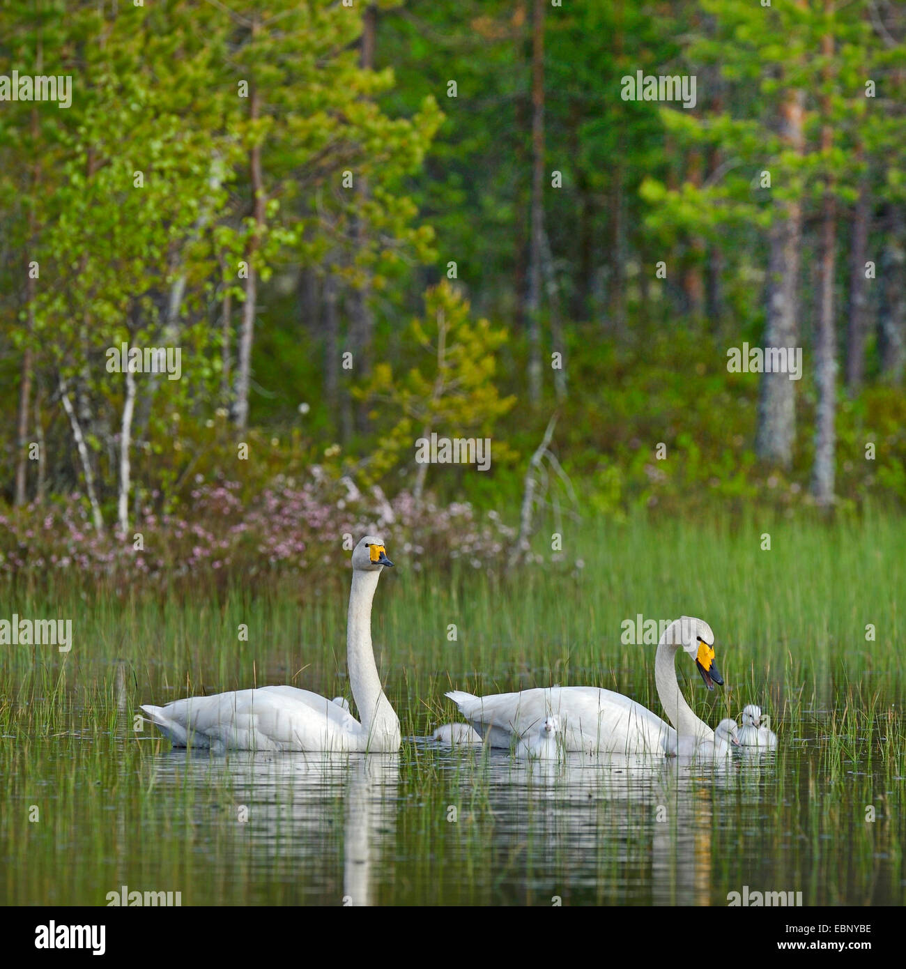 Whooper swan (Cygnus Cygnus), allevamento giovane con pulcini nuoto su un finlandese moor pond, Finlandia Foto Stock