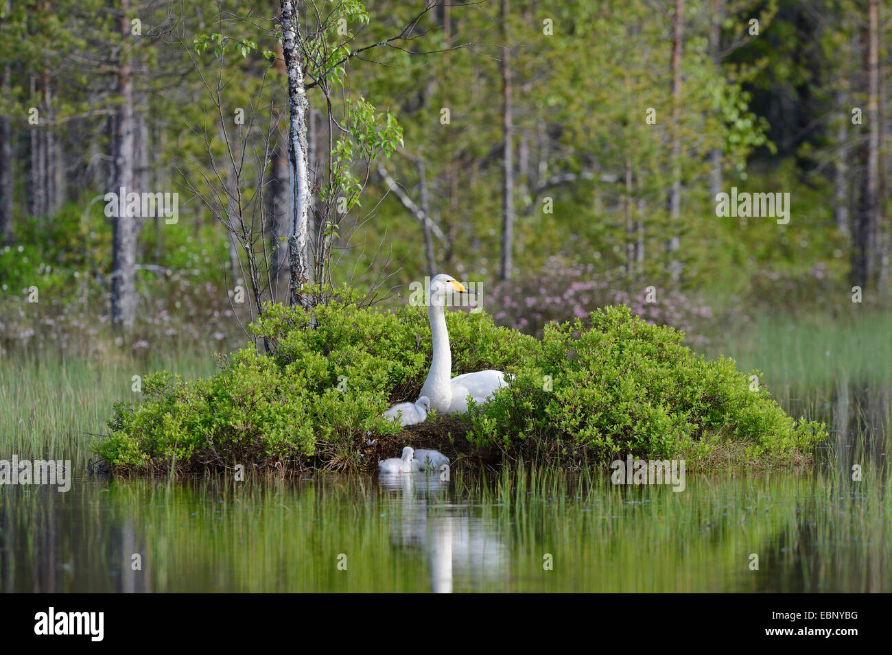 Whooper swan (Cygnus Cygnus), swan di fresco con tratteggio novellame al nido, Finlandia Foto Stock