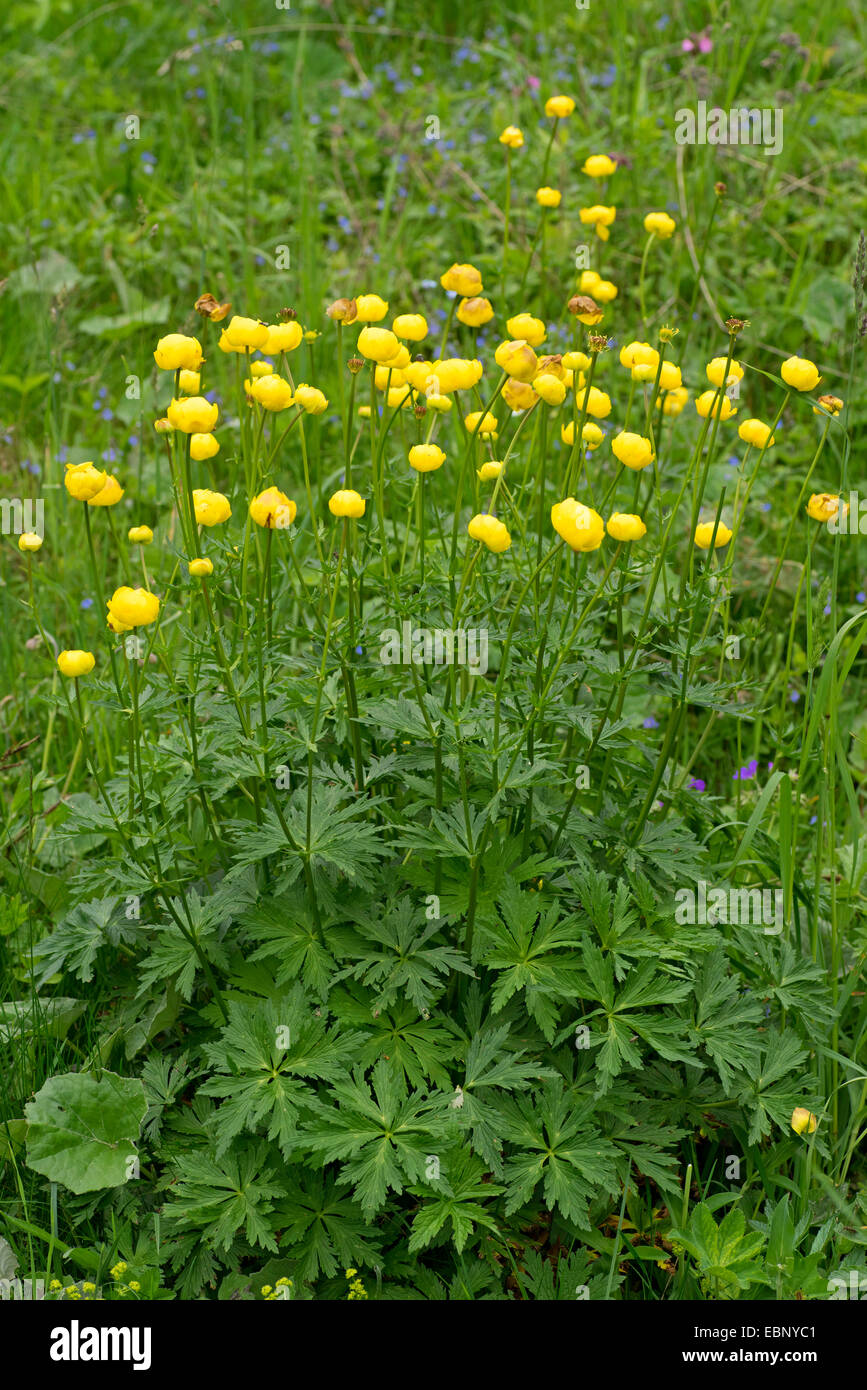 Globeflower (Trollius europaeus), impianti con molti fiori, Austria, Tirolo, Namloser Tal Foto Stock