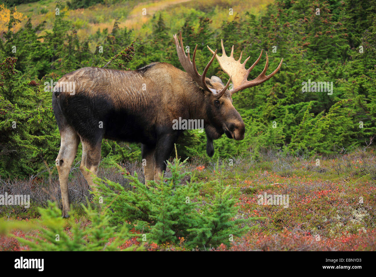 Alaska alci, Tundra alci, Yukon alci (Alces alces gigas), Bull elk, STATI UNITI D'AMERICA, Alaska, Chugach State Park Foto Stock