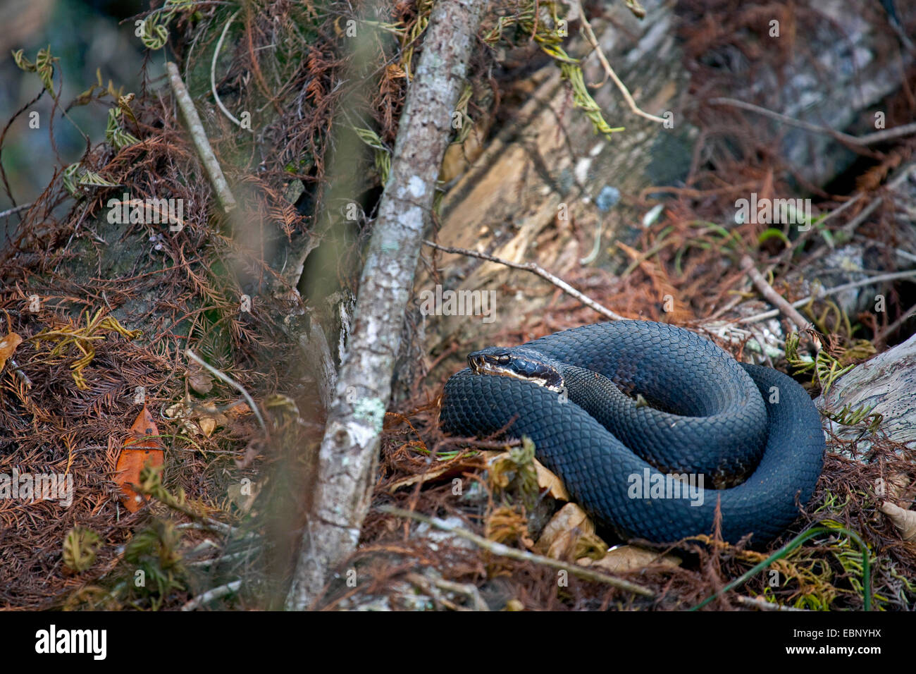 Cottonmouth, acqua mocassino (Agkistrodon piscivorus conanti), prendere il sole su un albero di intoppo, STATI UNITI D'AMERICA, Florida, Big Cypress National Preserve Foto Stock