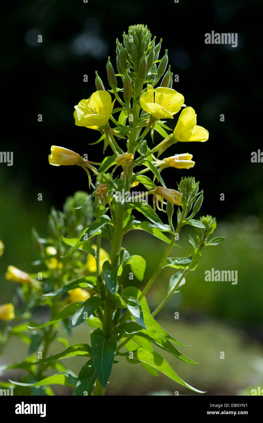 Evening Primerose (oenothera spec., Oenothera biennis agg.), fioritura, Germania Foto Stock
