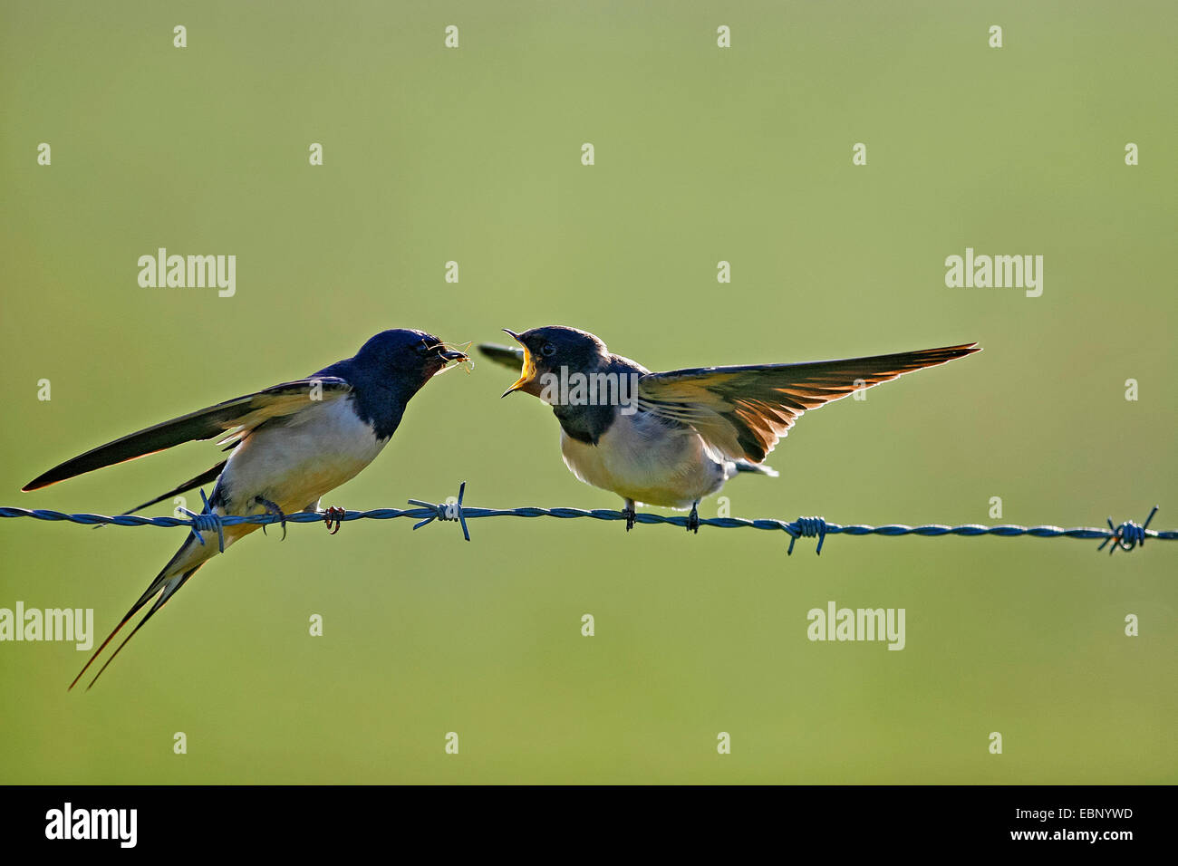 Barn swallow (Hirundo rustica), uccello adulto alimentazione di un autonomo uccello giovane su un barbwire, Germania Foto Stock
