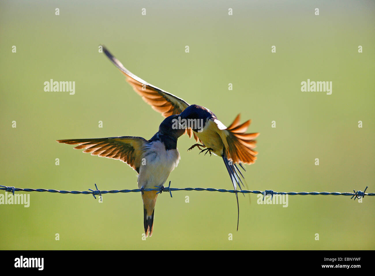 Barn swallow (Hirundo rustica), uccello adulto in volo di una alimentazione autonoma uccello giovane su un barbwire , Germania Foto Stock
