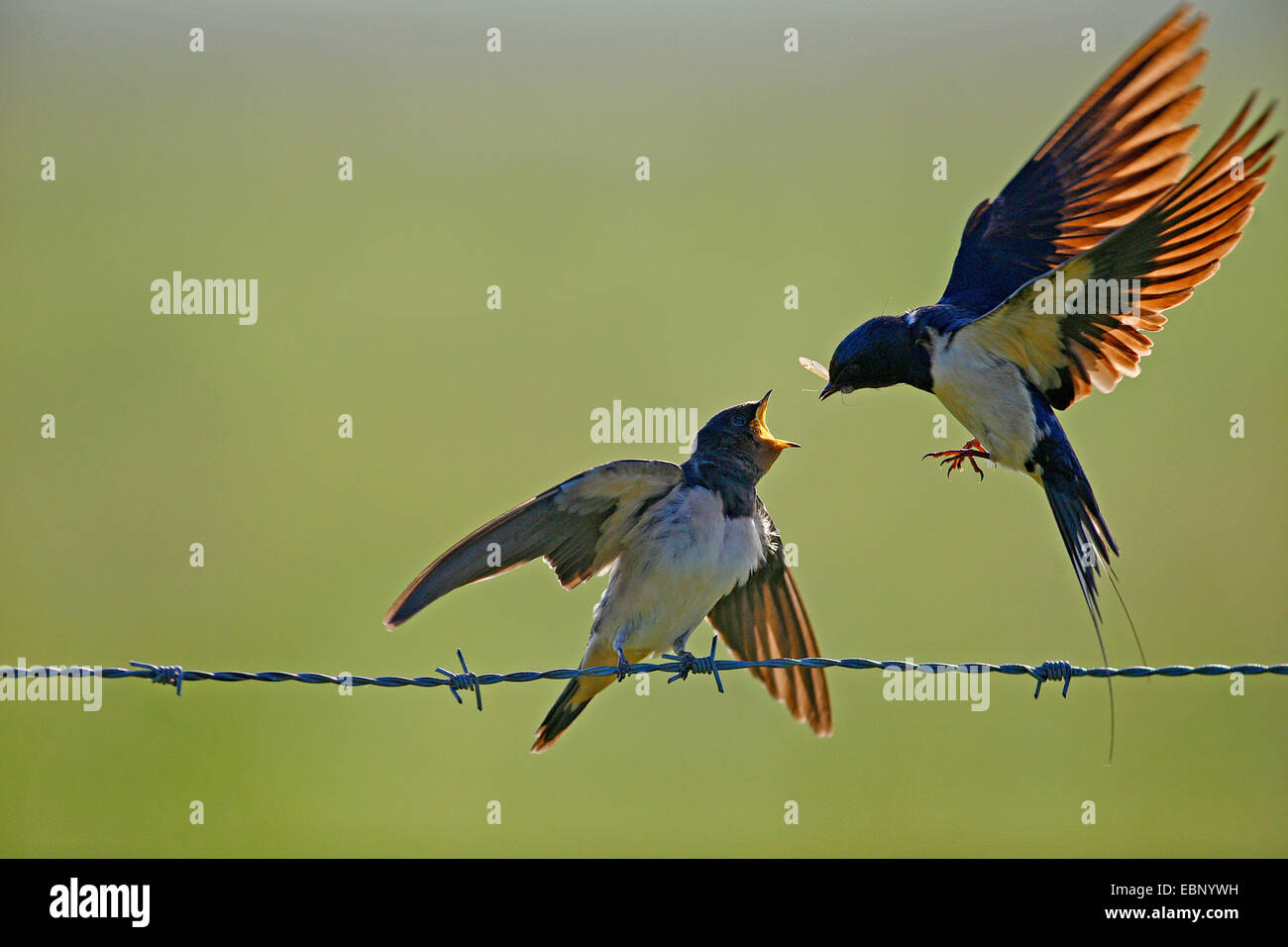 Barn swallow (Hirundo rustica), uccello adulto in volo di una alimentazione autonoma uccello giovane su un barbwire, Germania Foto Stock