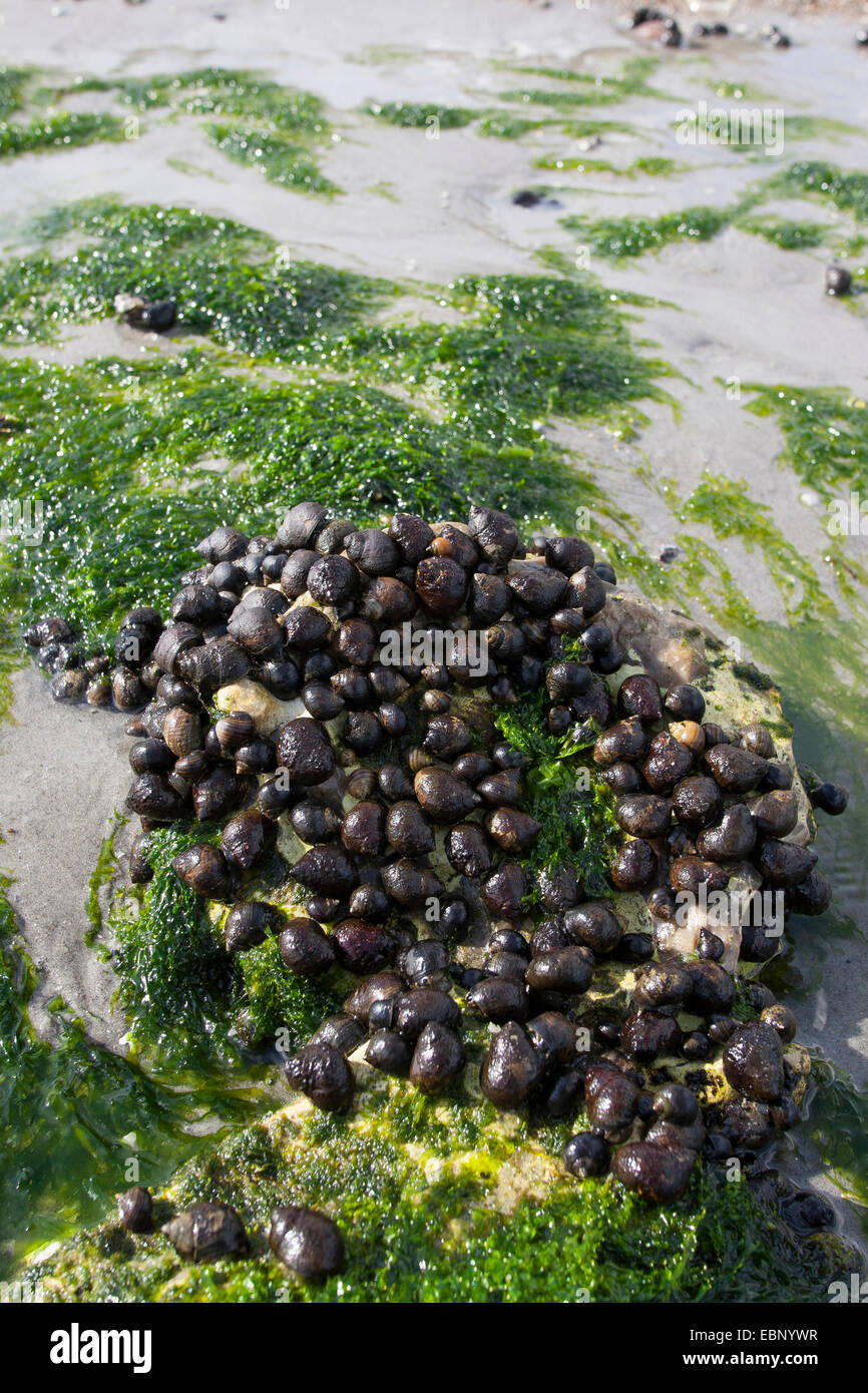 Comune di pervinca, comune winkle, commestibili winkle (Littorina littorea), le chiocciole a bassa marea su pietre, Germania Foto Stock