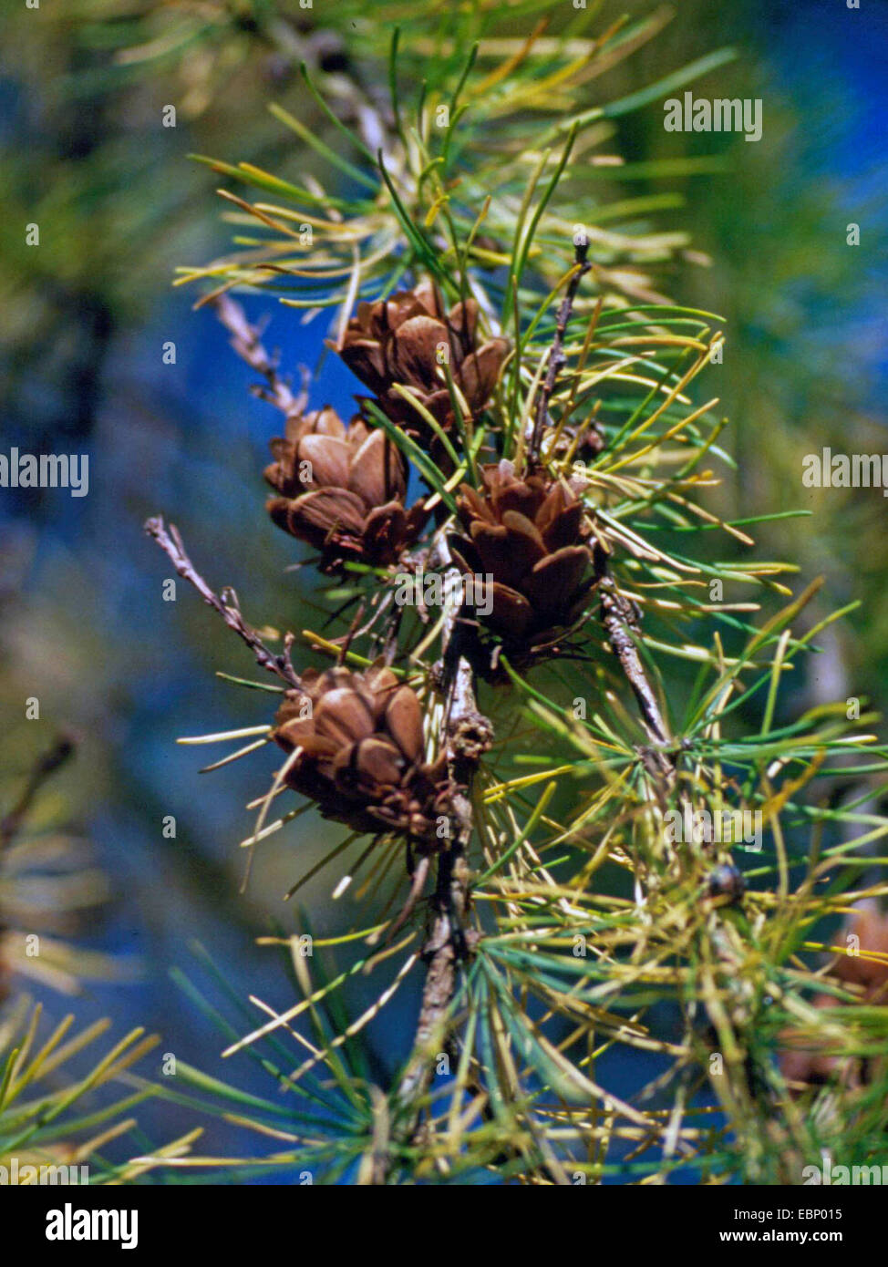 Tamarack Larice Tamarack, Hackmatack, American Larice (Larix laricina), il ramo con i coni Foto Stock