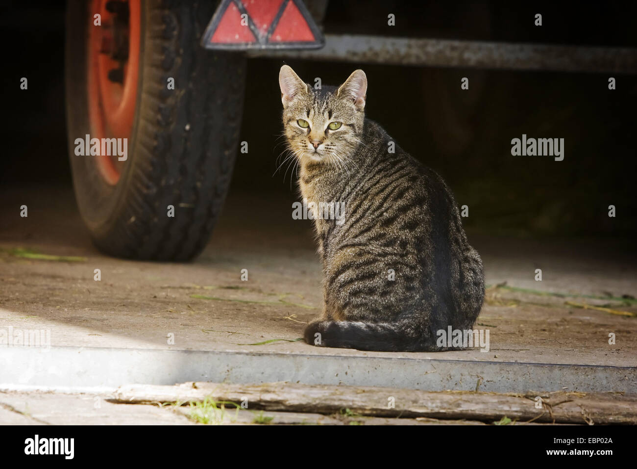 Gatto seduto di spalle immagini e fotografie stock ad alta risoluzione -  Alamy