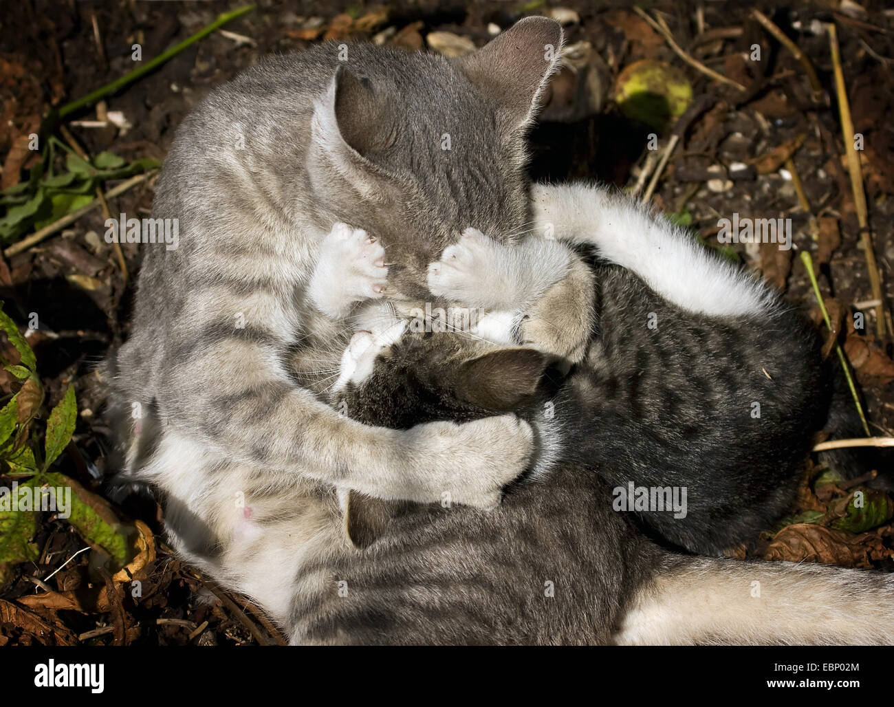 Il gatto domestico, il gatto di casa (Felis silvestris f. catus), grigio tabby cat romping con suoi cuccioli nella paglia, GERMANIA Baden-Wuerttemberg Foto Stock