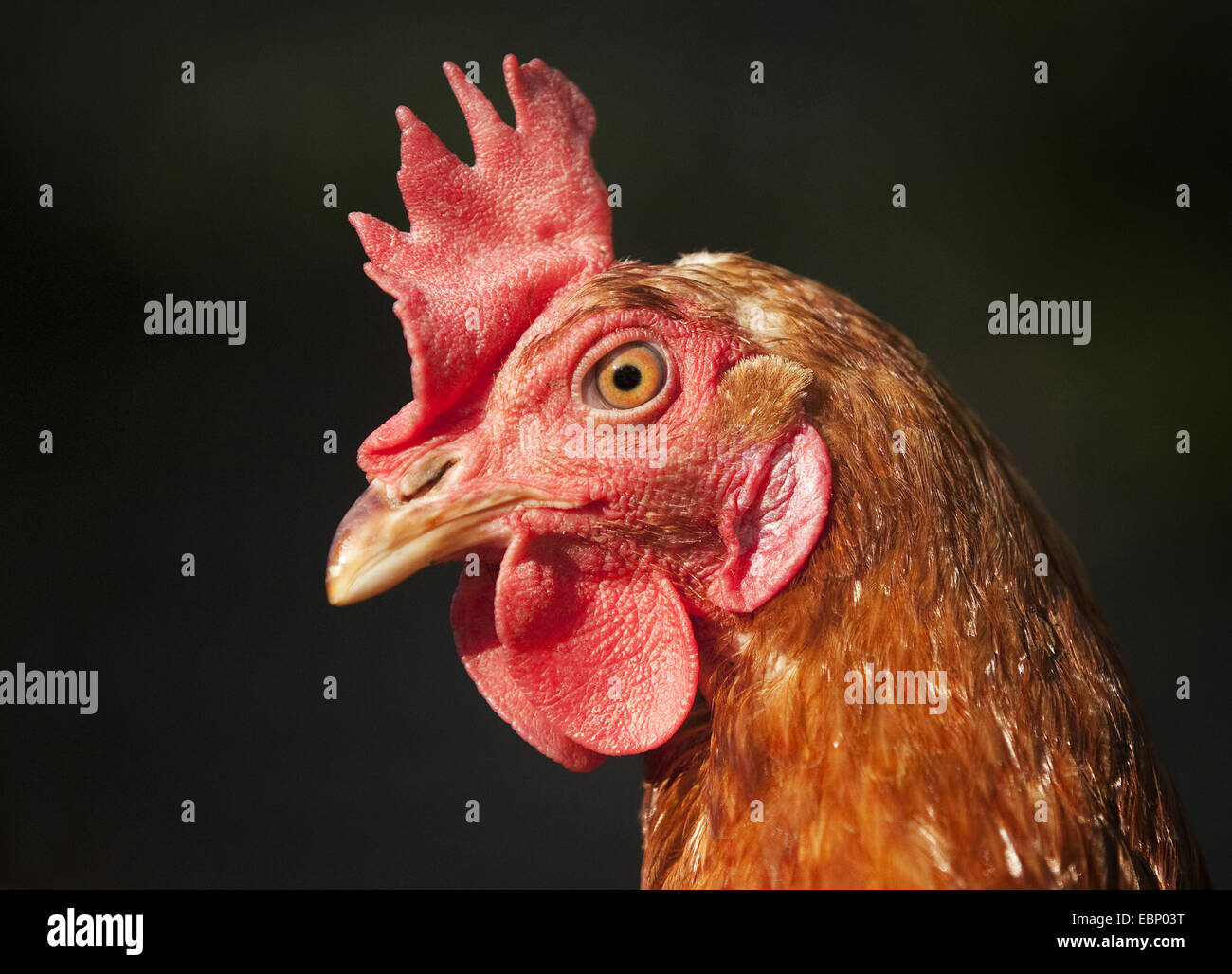 Galli e galline (Gallus gallus f. domestica), il ritratto di brown hen, GERMANIA Baden-Wuerttemberg Foto Stock