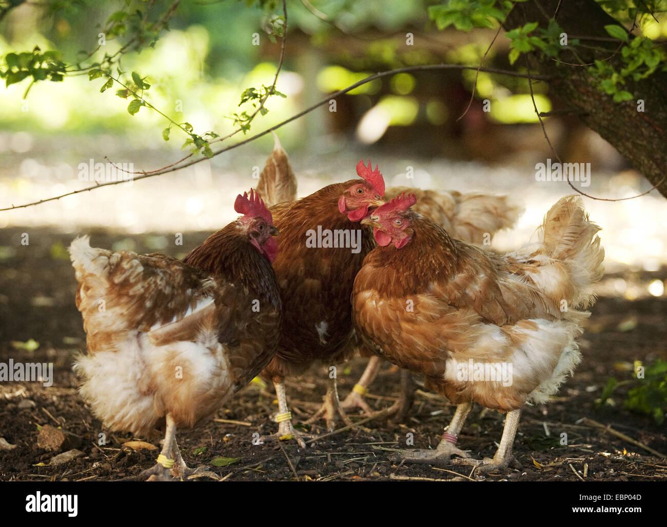 Galli e galline (Gallus gallus f. domestica), alcune galline marrone in piedi sotto un cespuglio, GERMANIA Baden-Wuerttemberg Foto Stock