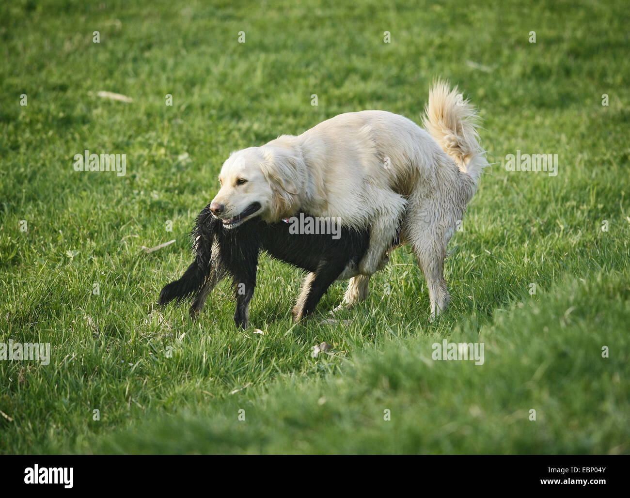 Cane domestico (Canis lupus f. familiaris), due cani umido che mostra la posizione dominante Comportamento, GERMANIA Baden-Wuerttemberg Foto Stock