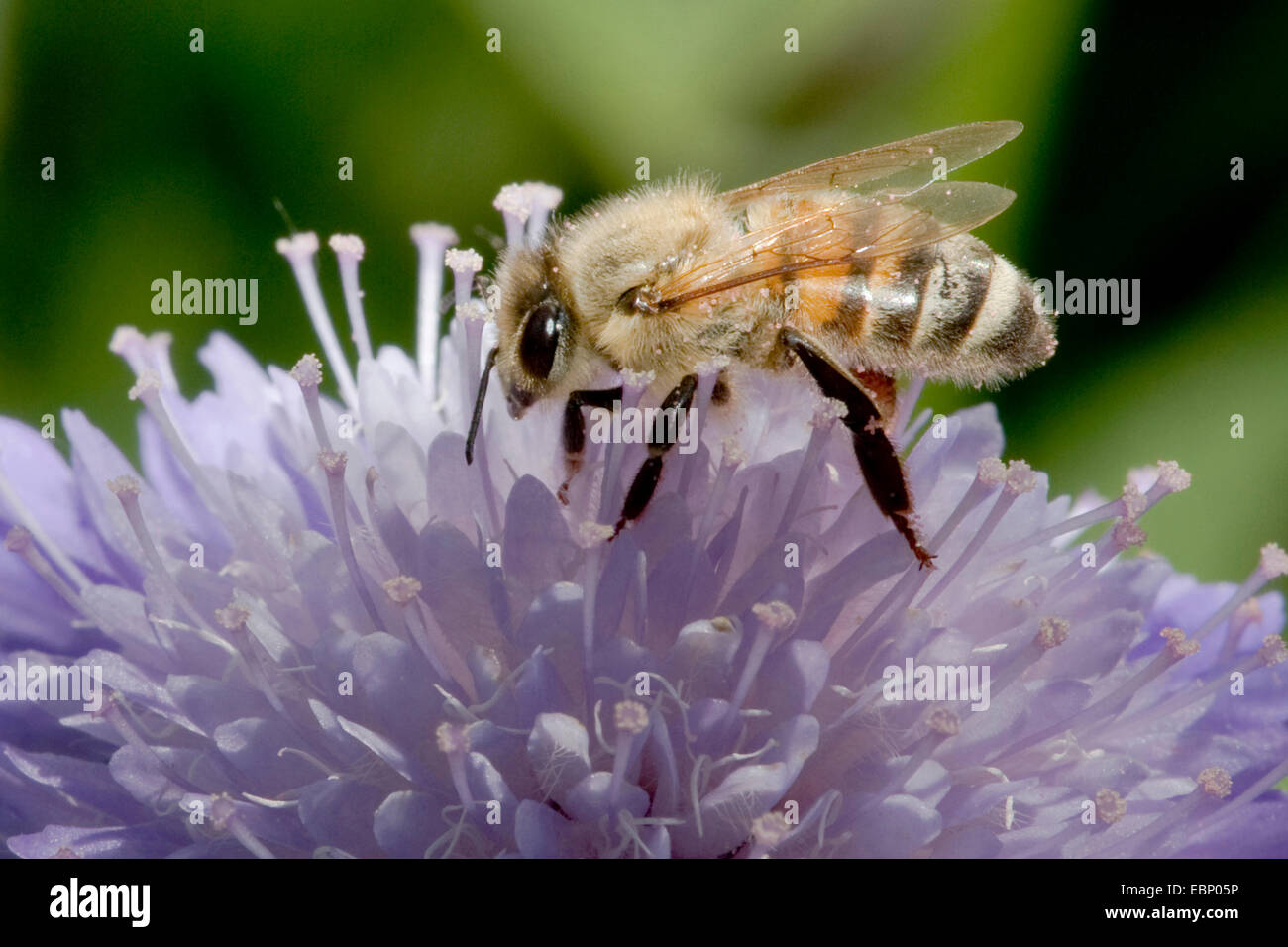 Il miele delle api, hive bee (Apis mellifera mellifera), sul fiore scabious, Germania Foto Stock