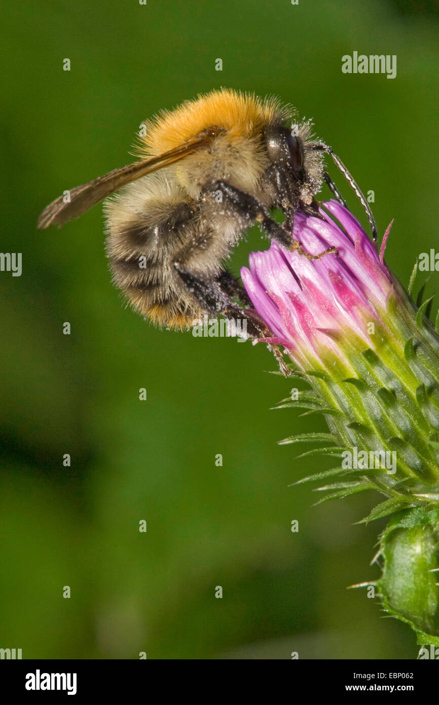 Carda bee, comune carda bee (Bombus pascuorum, Bombus agrorum), su un fiore di cardo, Germania Foto Stock