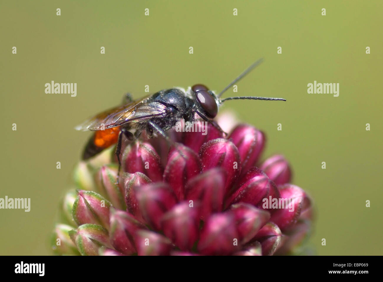 Sphecid wasp (Astata spec.), seduti su gemme di allium, Germania Foto Stock