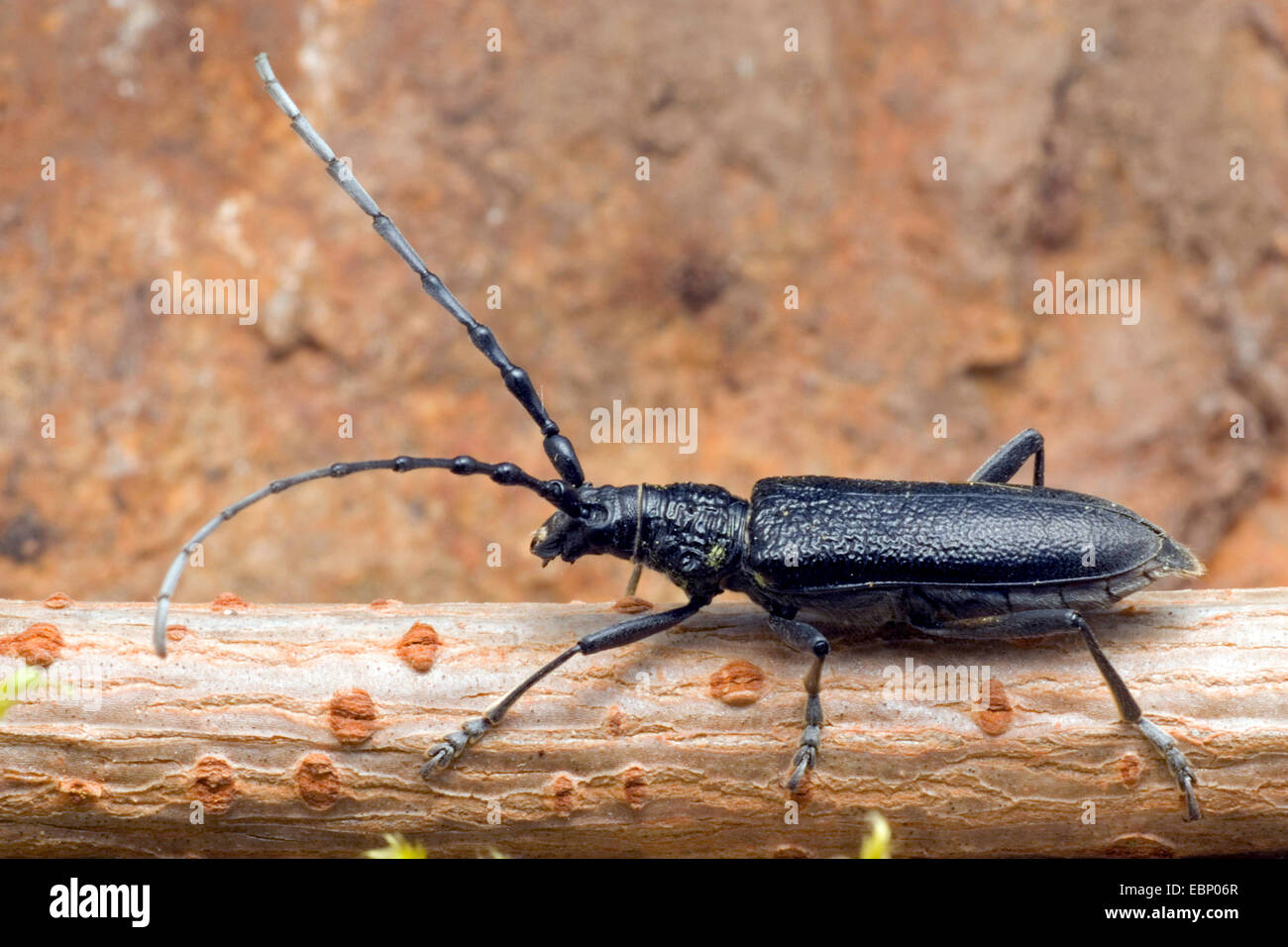 Il faggio capricorno beetle, piccole botti capricorno beetle (Cerambyx scopolii), su un ramo, Germania Foto Stock