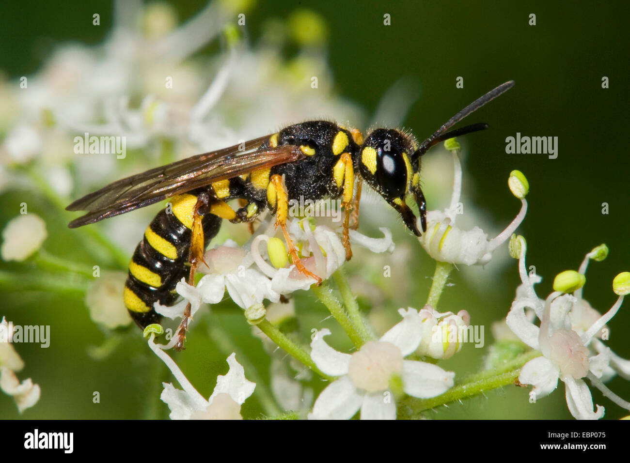 Sabbia-tailed digger wasp (Cerceris arenaria), sui fiori bianchi, Germania Foto Stock