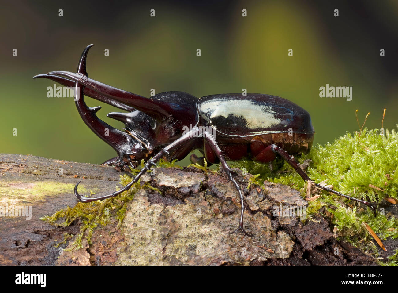 Tre-cornuto Beetle (Chalcosoma Caucaso), maschio sulla corteccia di muschio Foto Stock
