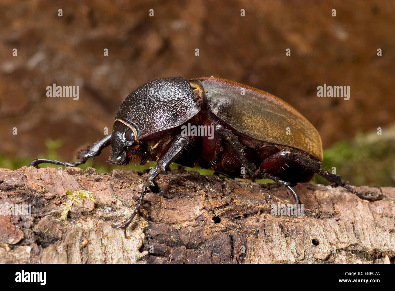 Tre-cornuto Beetle (Chalcosoma Caucaso), femmina sulla corteccia Foto Stock