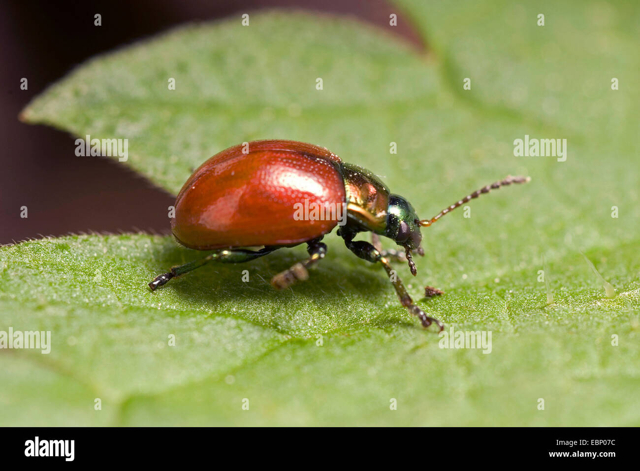 Foglia Knotgrass Beetle (Chrysolina polita), su una foglia, Germania Foto Stock