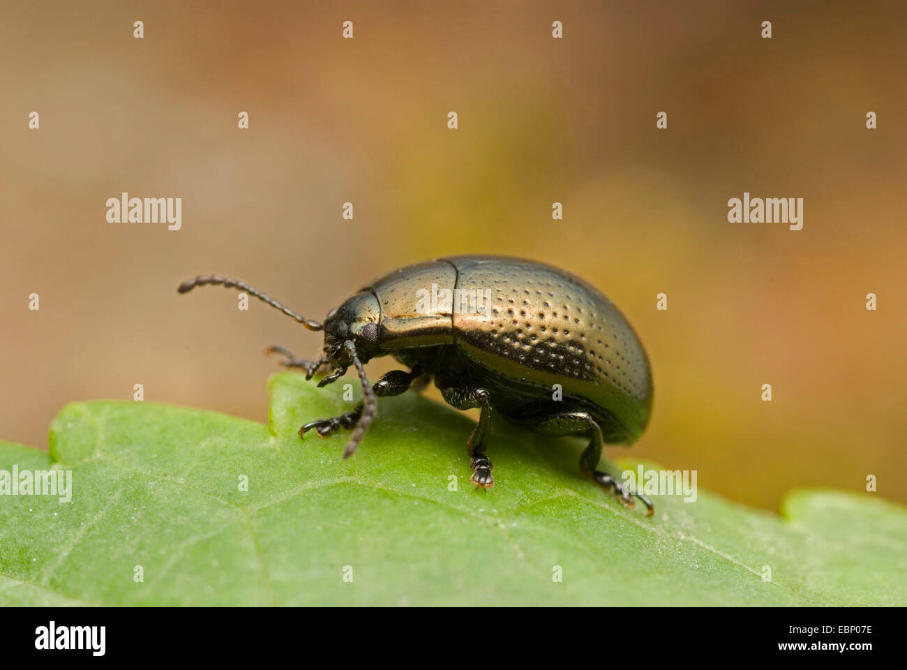 Foglia (Beetle Chrysolina oricalcia), su una foglia, Germania Foto Stock