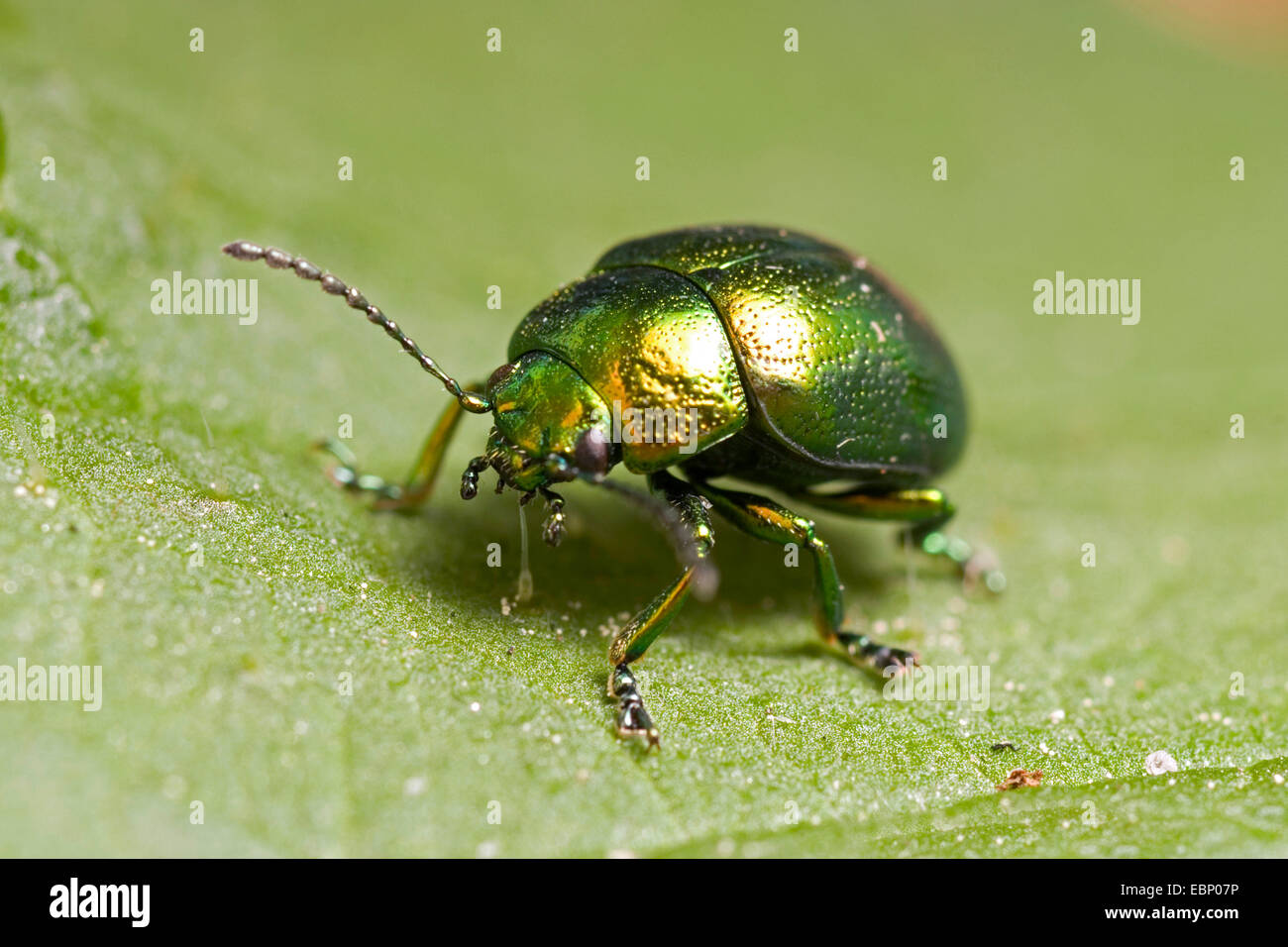 Tansey beetle, Leaf beetle (Chrysolina graminis), su una foglia, Germania Foto Stock