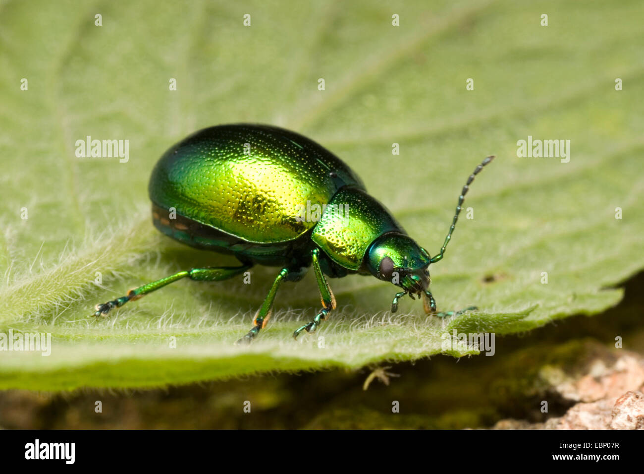 Foglia di menta beetle (Chrysolina herbacea), su una foglia, Germania Foto Stock