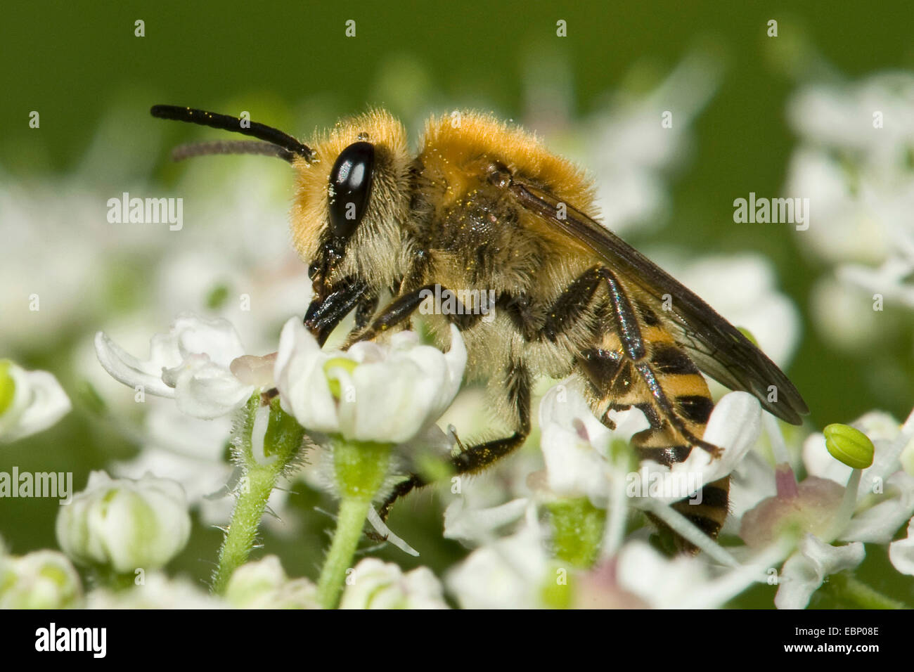 Ivy Bee (Colletes hederae), sui fiori bianchi, Germania Foto Stock