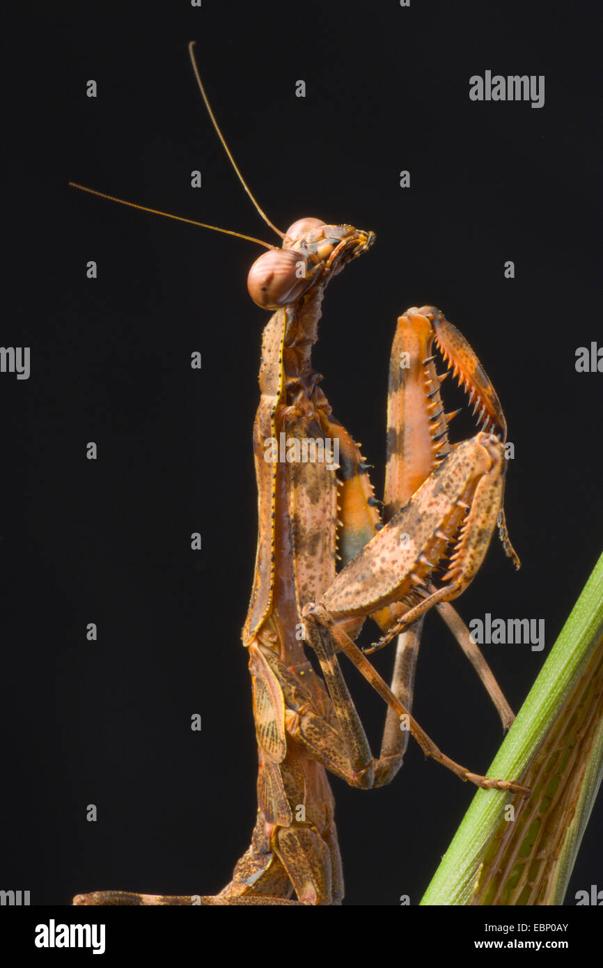 Budwing Mantis (Parasphendale agrionina), ritratto Foto Stock