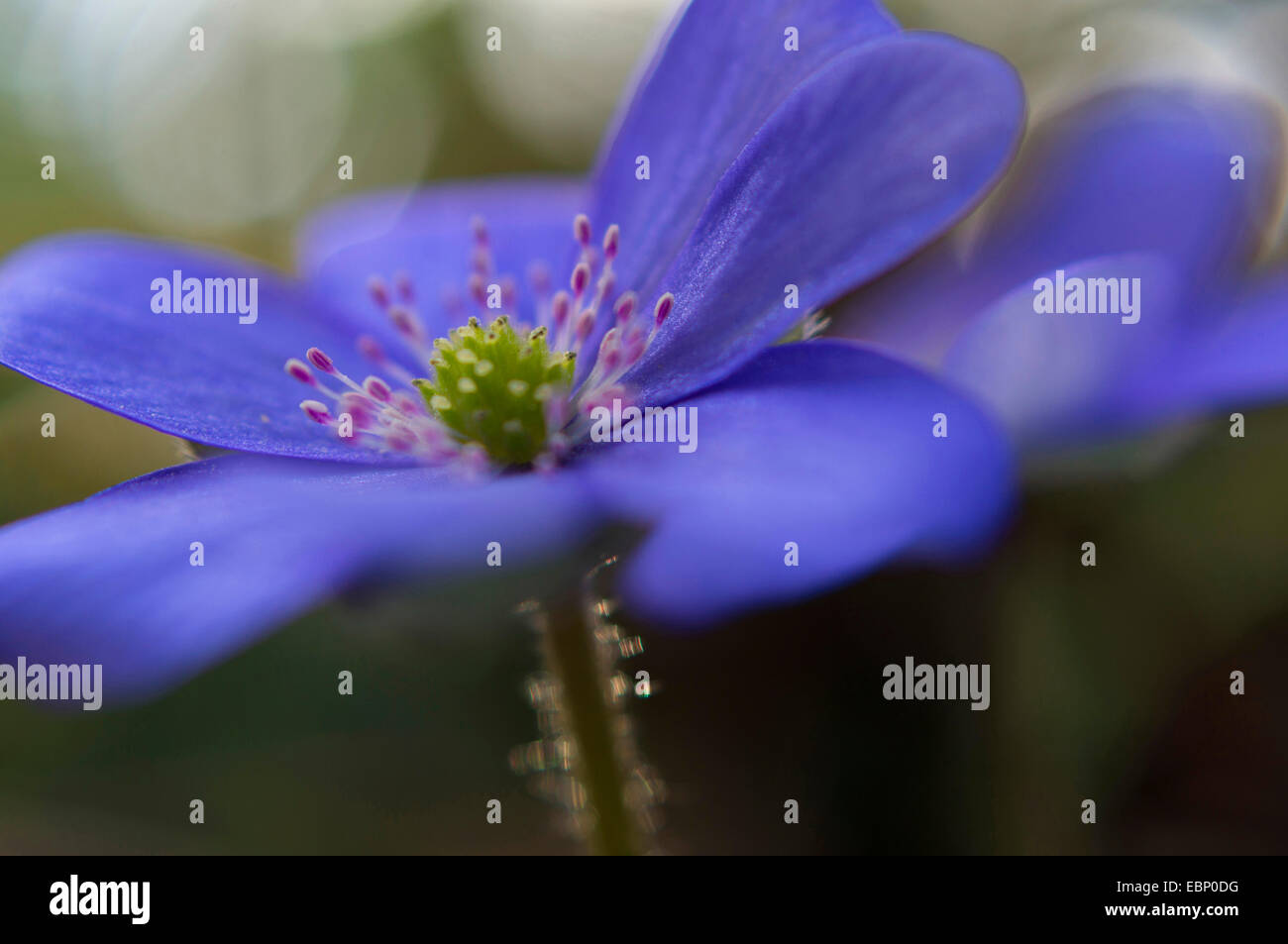 Hepatica liverleaf, American liverwort (Hepatica nobilis, Anemone hepatica), Blossom, Germania Foto Stock