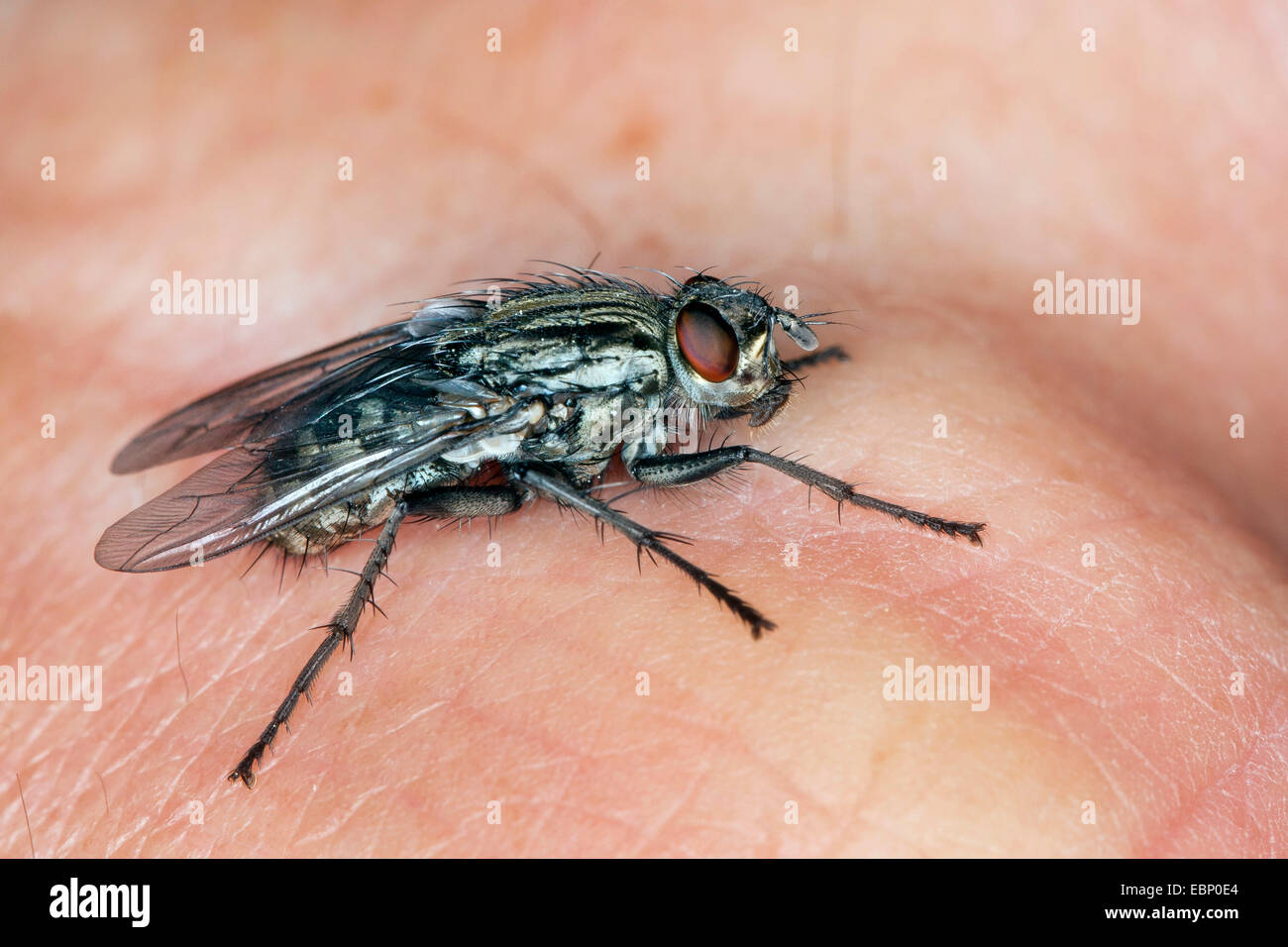 Feshfly, fesh-fly (Sarcophaga spec.), sulla pelle umana, Germania Foto Stock