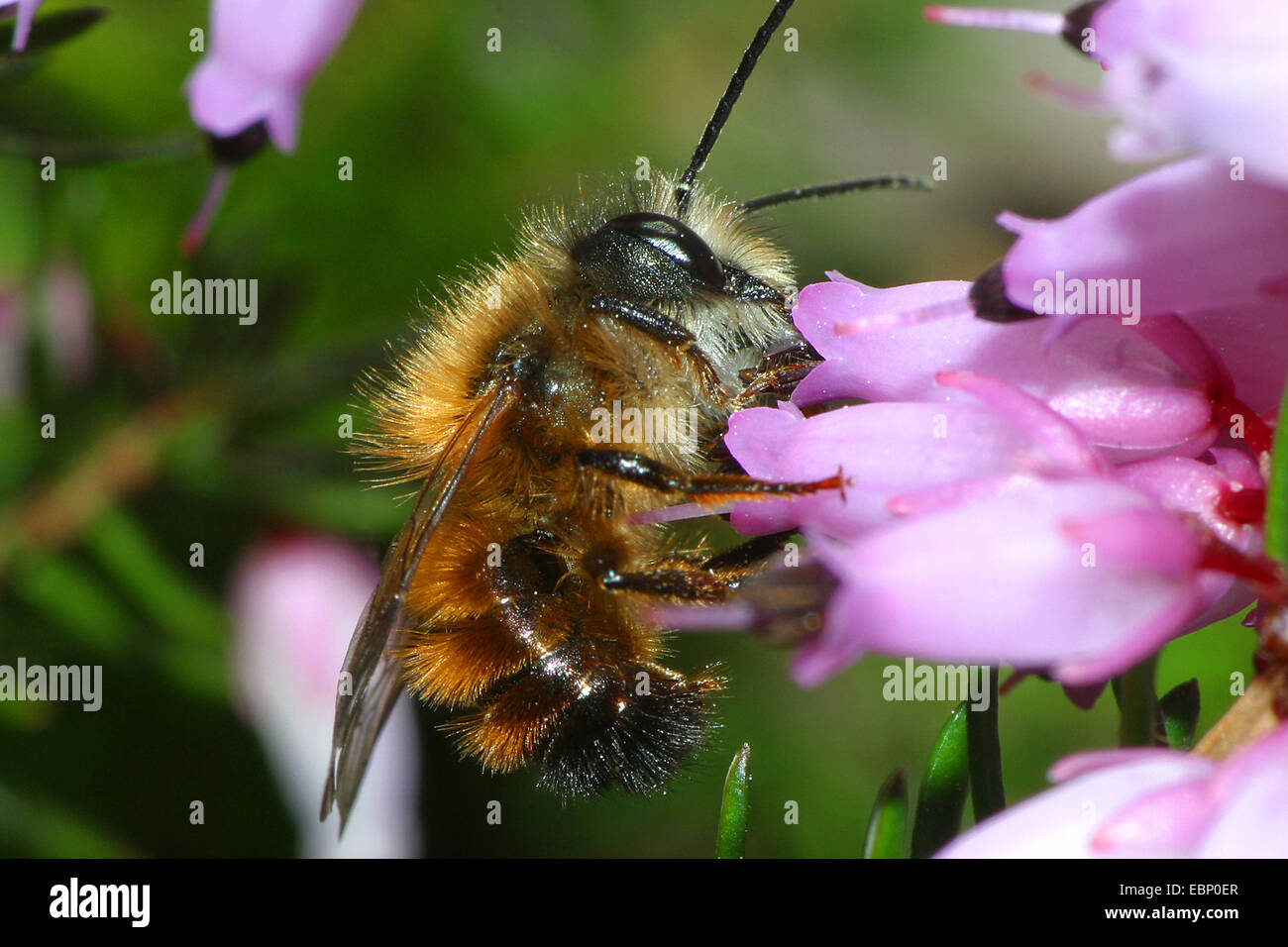 Red mason bee (Osmia rufa, la Osmia simum), a fiori heath, Germania Foto Stock