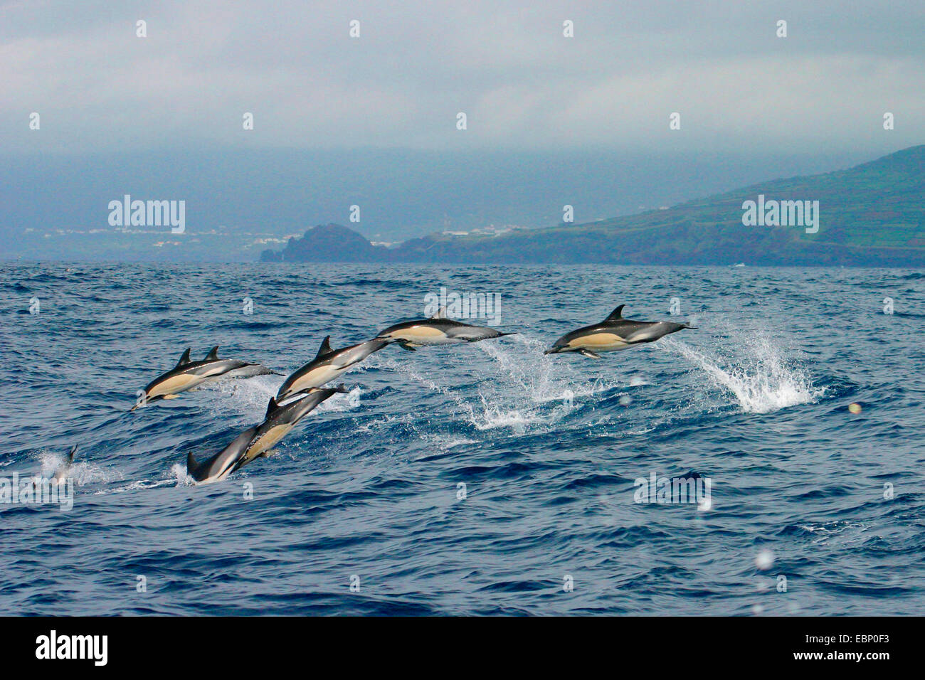 Delfino comune, a breve becco delfino comune, a doppio spiovente(DE), Dolphin Dolphin incrociata (Delphinus delphis), scuola salta fuori dell'acqua ad alta velocità e in background con Faial Horta, portogallo azzorre, Pico Foto Stock
