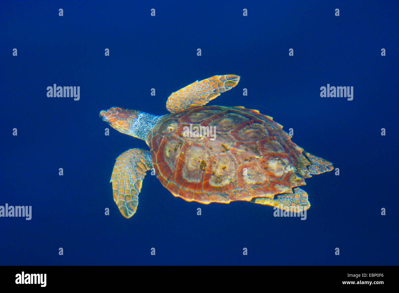 Per tartarughe marine, (Caretta Caretta caretta), nuoto in corrispondenza della superficie dell'acqua , portogallo azzorre, Pico Foto Stock