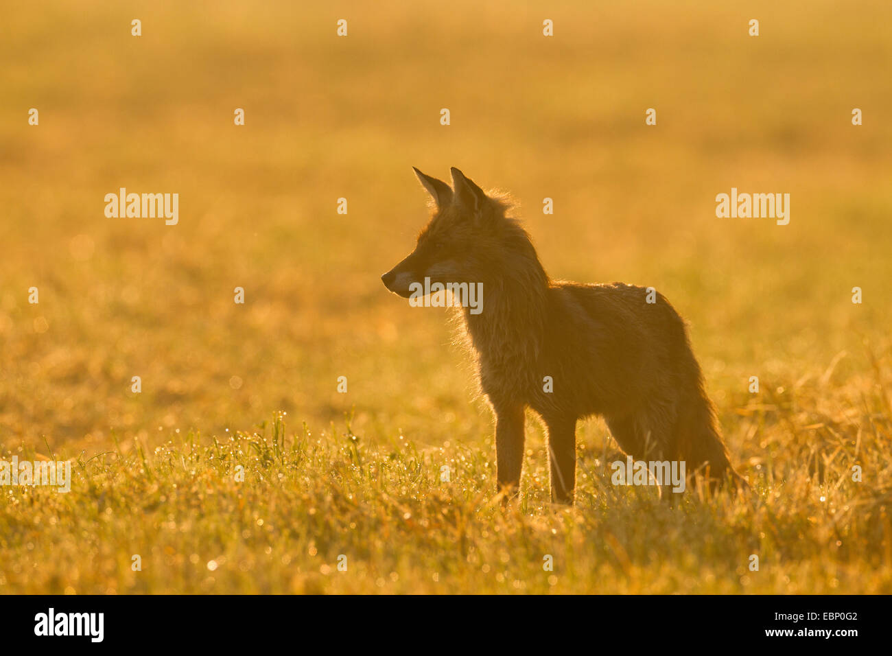 Red Fox (Vulpes vulpes vulpes), stando in piedi in un prato nella luce del mattino, Germania Foto Stock