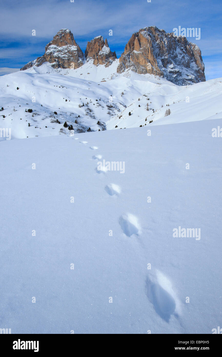 Piede di animale stampa vicino al Sassopiatto, 2956 m, e Sassolungo, 3181 m, Italia, Alto Adige, Dolomiti Foto Stock