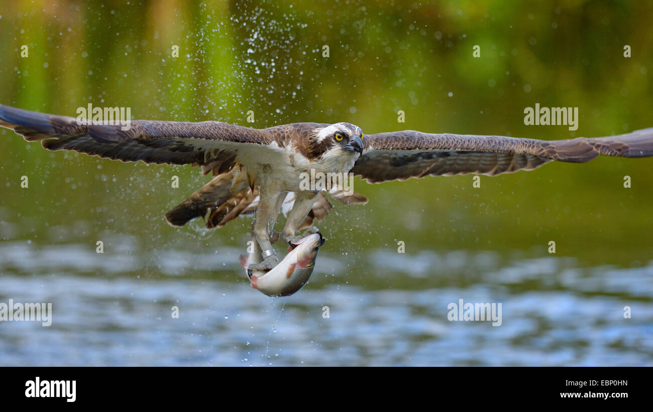 Osprey, pesce hawk (Pandion haliaetus), flying eagle con la preda nella sua artigli, Finlandia Foto Stock