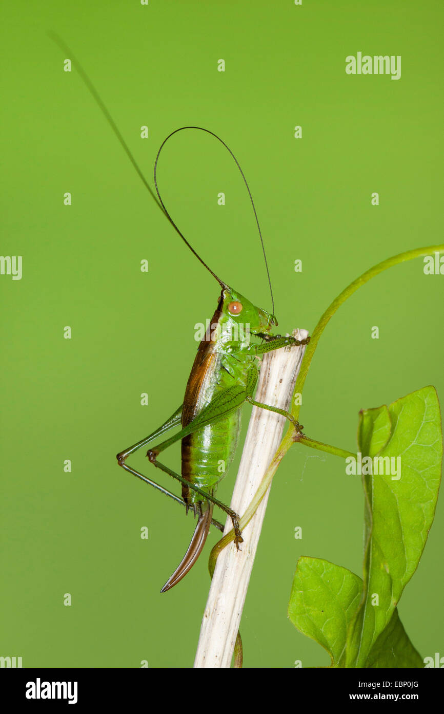 Corto-winged conehead, breve conehead alato (Conocephalus dorsalis, Xiphidion dorsalis, Xiphidion dorsale), femmina con lunghi ovipositor, Germania Foto Stock