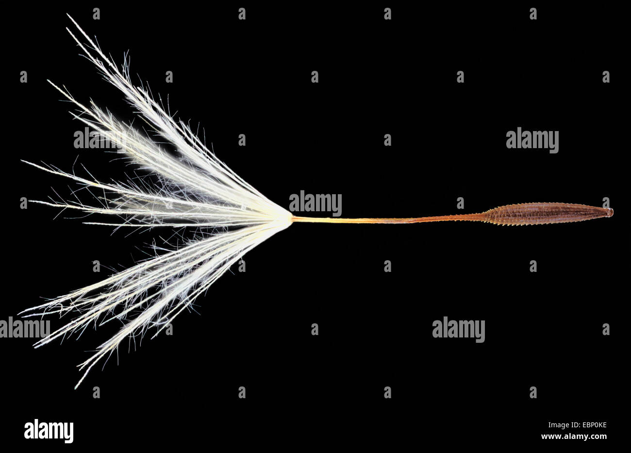 Comune di tarassaco (Taraxacum officinale), macro shot di frutta con pappus Foto Stock